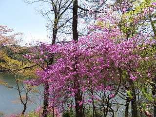 再度公園のツツジ