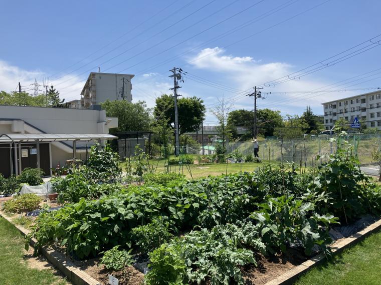 家庭菜園